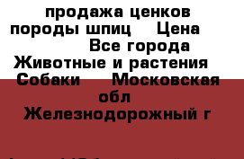 продажа ценков породы шпиц  › Цена ­ 35 000 - Все города Животные и растения » Собаки   . Московская обл.,Железнодорожный г.